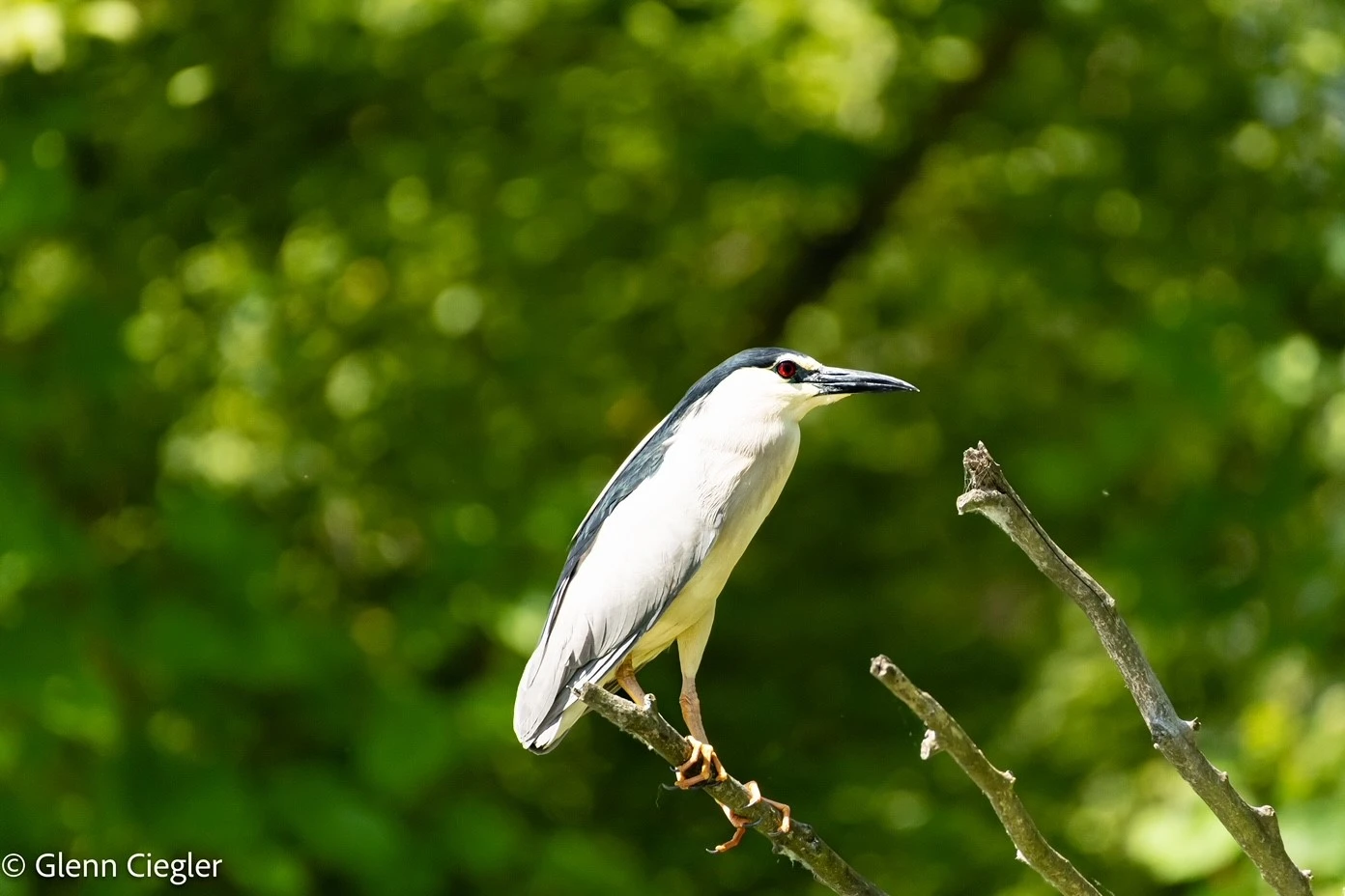 Szakvezetett csónaktúra a Tisza-tón